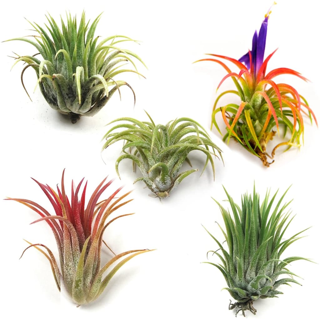Ionantha Mexican Air Plants Set of 5 Bestselling Live Plants and