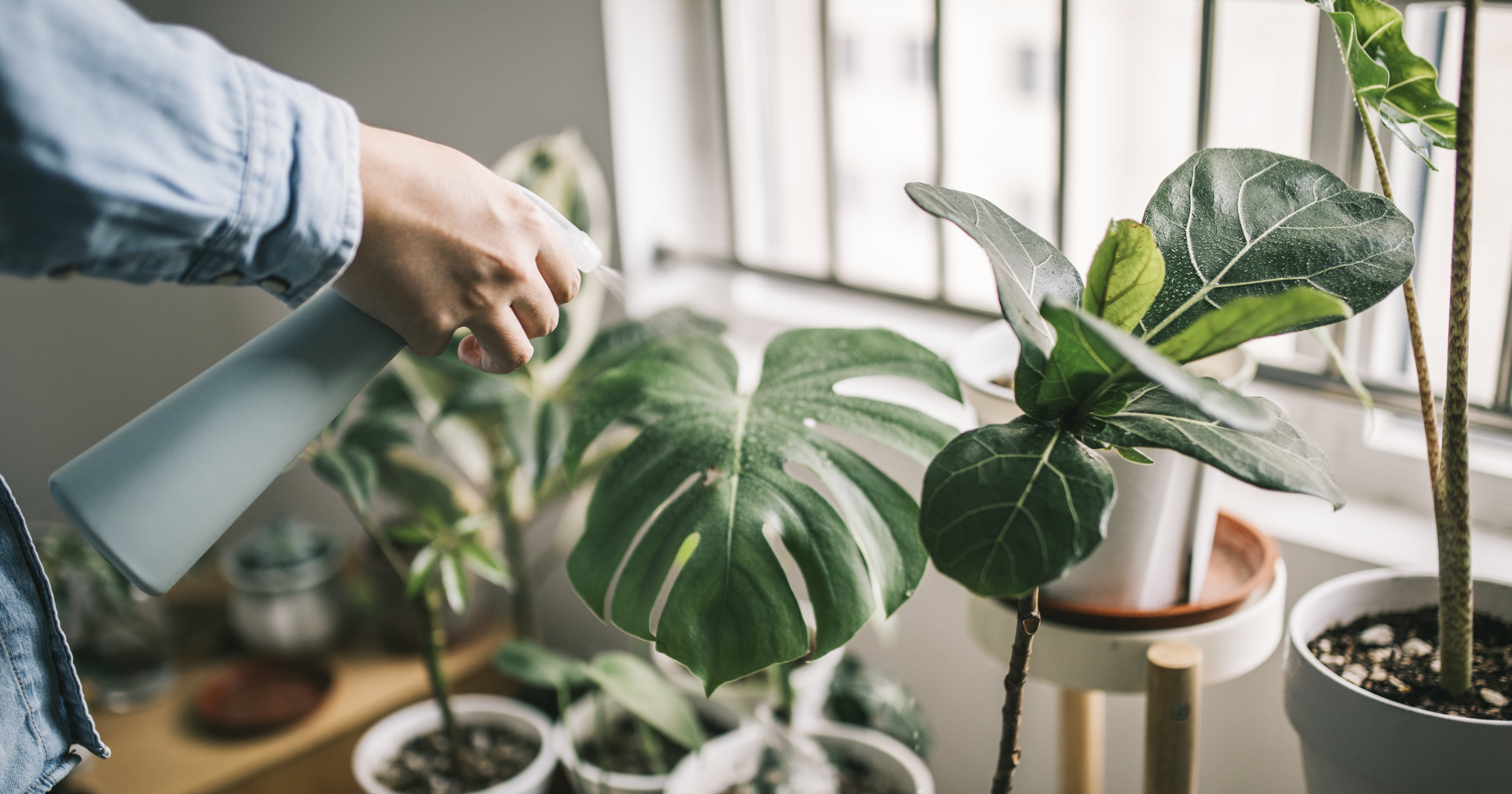 The Sex Appeal of Dating a Plant Dad
