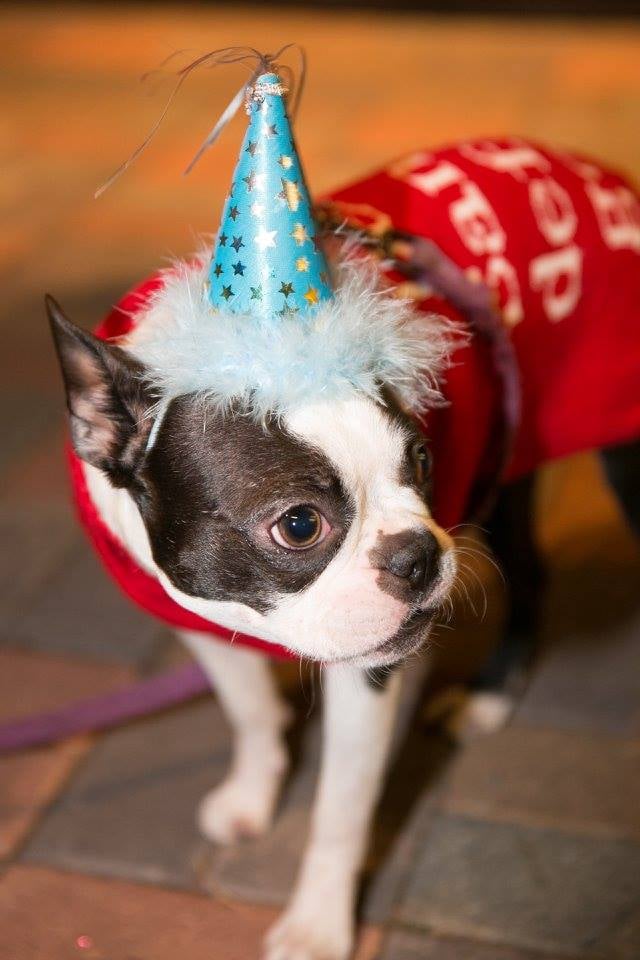 Dogs in Ugly Christmas Sweaters