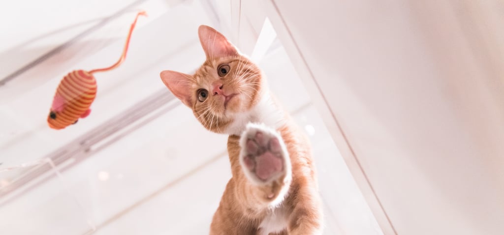 NYC's Cats On Glass Exhibit
