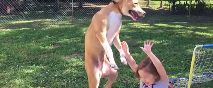 Dog Falls on Kid