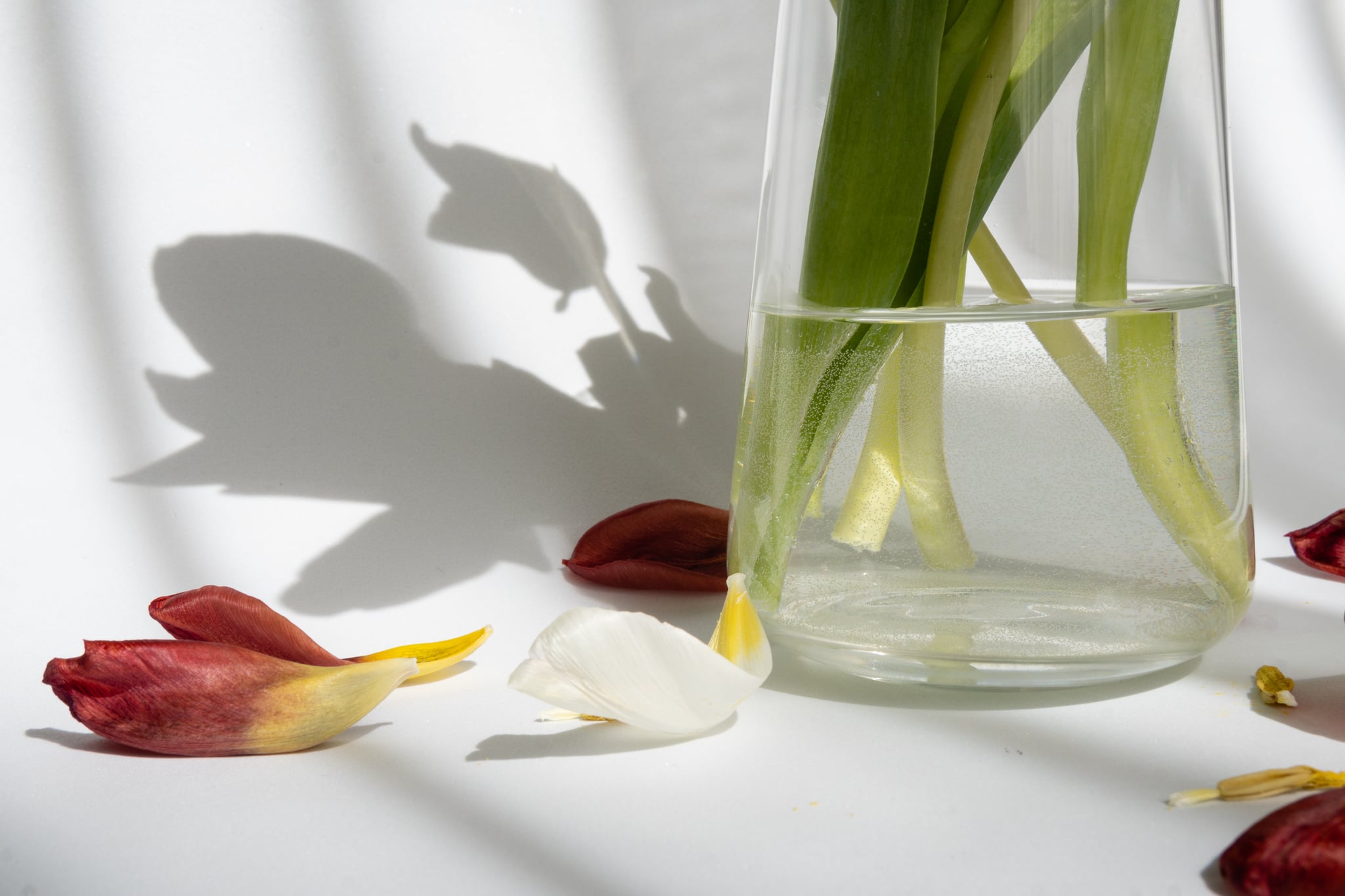 fallen flower petals