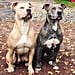 Pitbulls Move Perfectly In Sync Like Robots Video