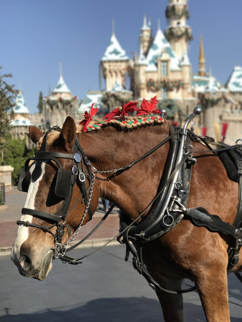 You Can Tour Part of the Park in a Carriage Pulled by a Festive Horse.