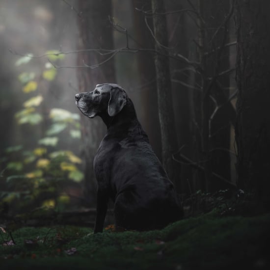 Kennel Club's Dog Photographer of the Year Contest Photos