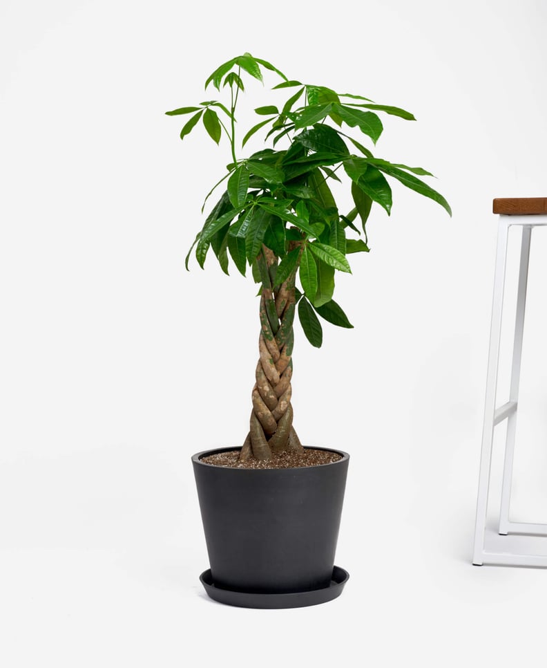 Potted Money Tree Indoor Plant