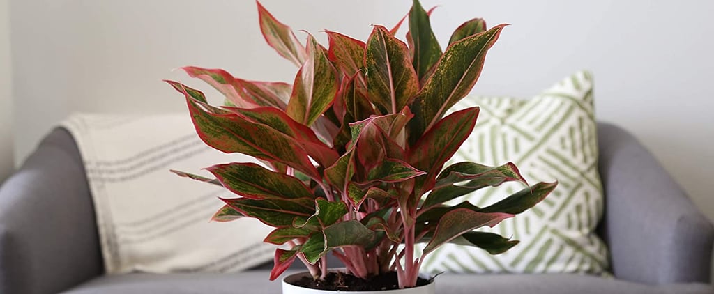 Best Indoor Plants That Help You Sleep