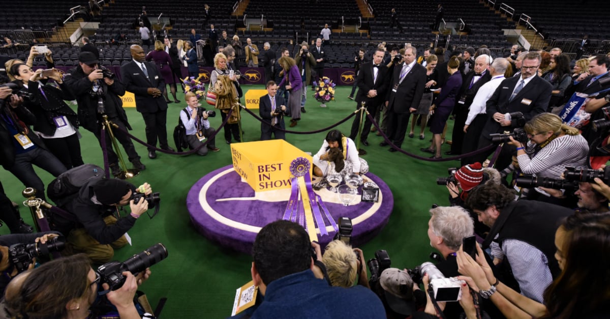 2016 Westminster Kennel Club Dog Show PS Pets
