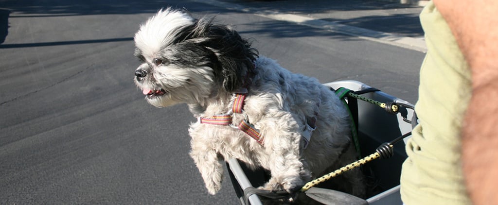 Bicycle Riding With Dogs
