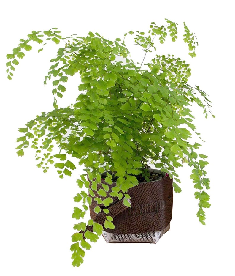 Maidenhair Fern