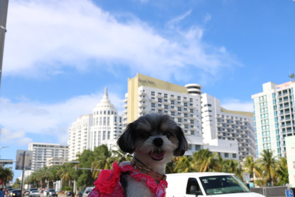 Tinkerbelle the Dog in Miami