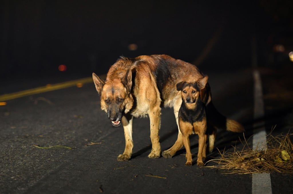 Animals Being Rescued From California Wildfires Nov. 2018