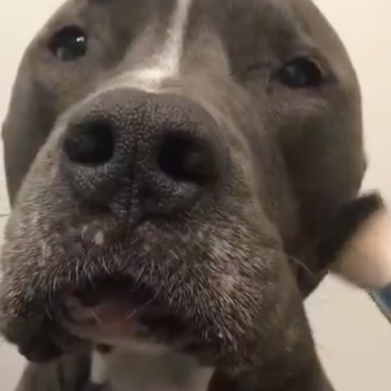 Dog Does Beauty Tutorials