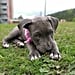 Cute Pictures of Pit Bull Puppies