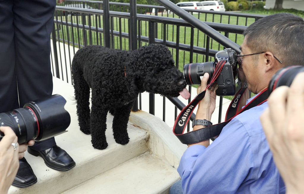 Pictures of Bo and Sunny Obama