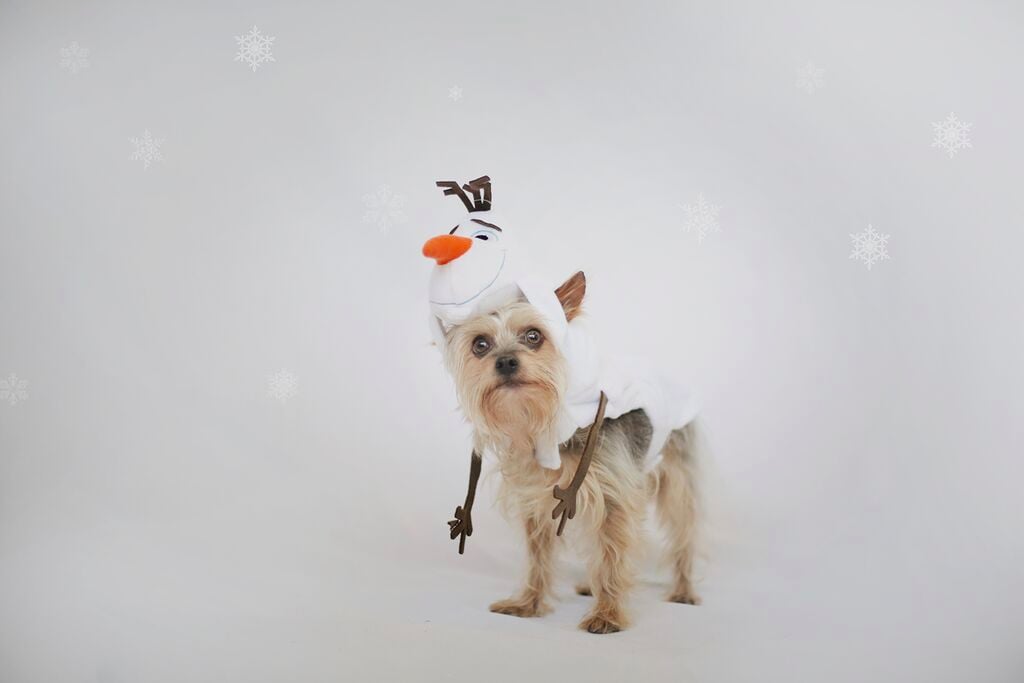 Dogs Dressed as Disney Princesses