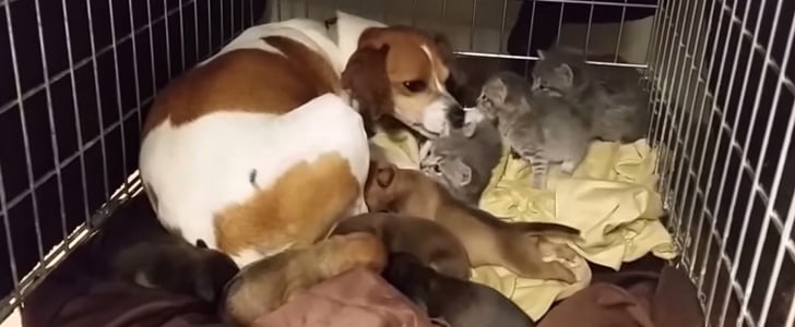 Dog Fosters Orphaned Kittens | Video