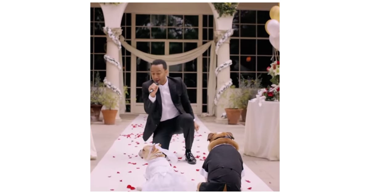 John Legend Singing In Dog Wedding Video Popsugar Pets