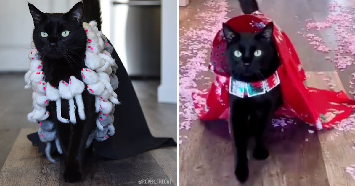 Stylish Cat Models Handmade Outfits Instagram Videos POPSUGAR Pets