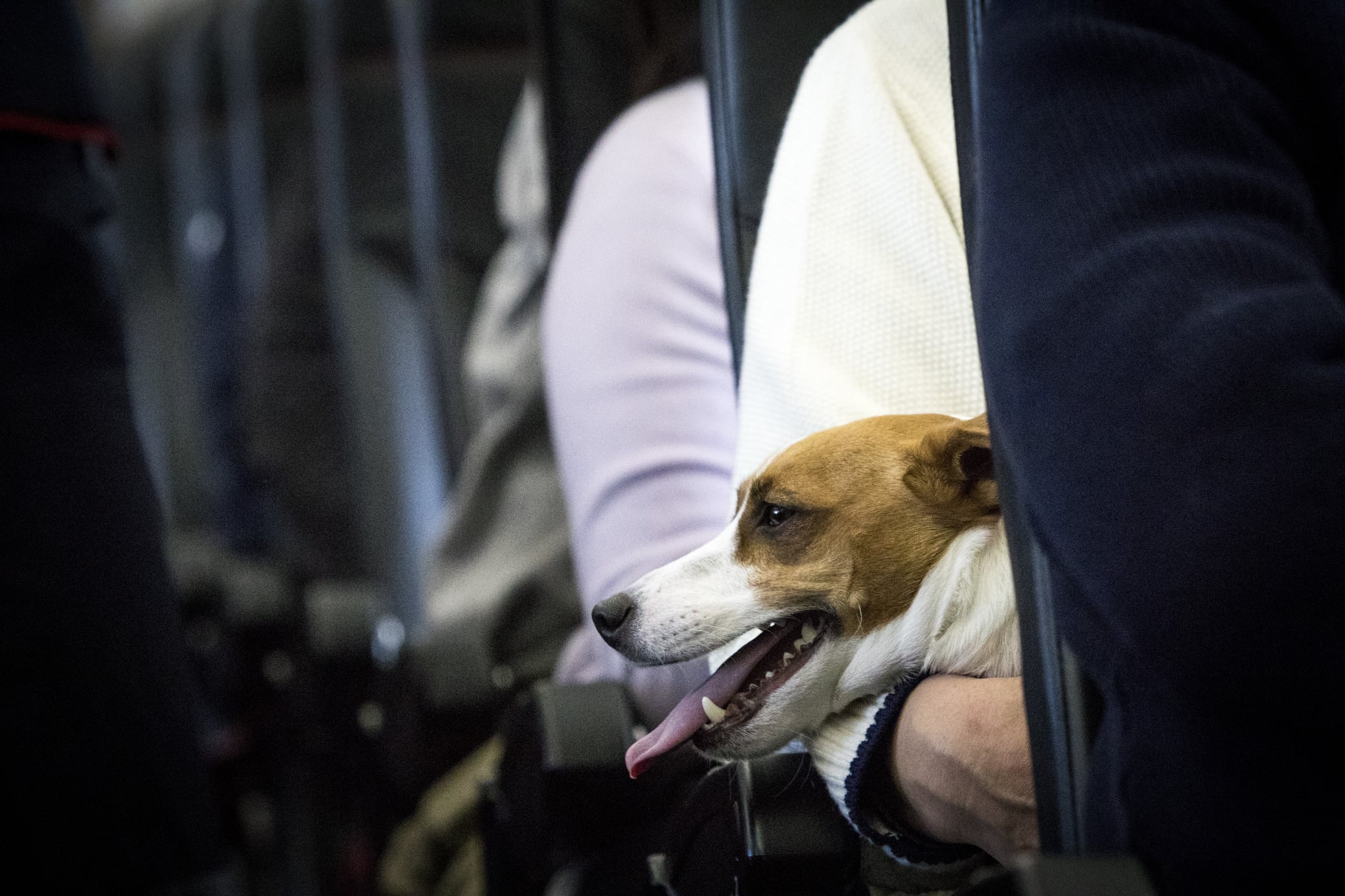 CHIBA, JAPAN - JANUARY 27 : A dog is seen on the lap of its owner in a plane in Chiba, Japan on January 27, 2017. Japan Airlines 