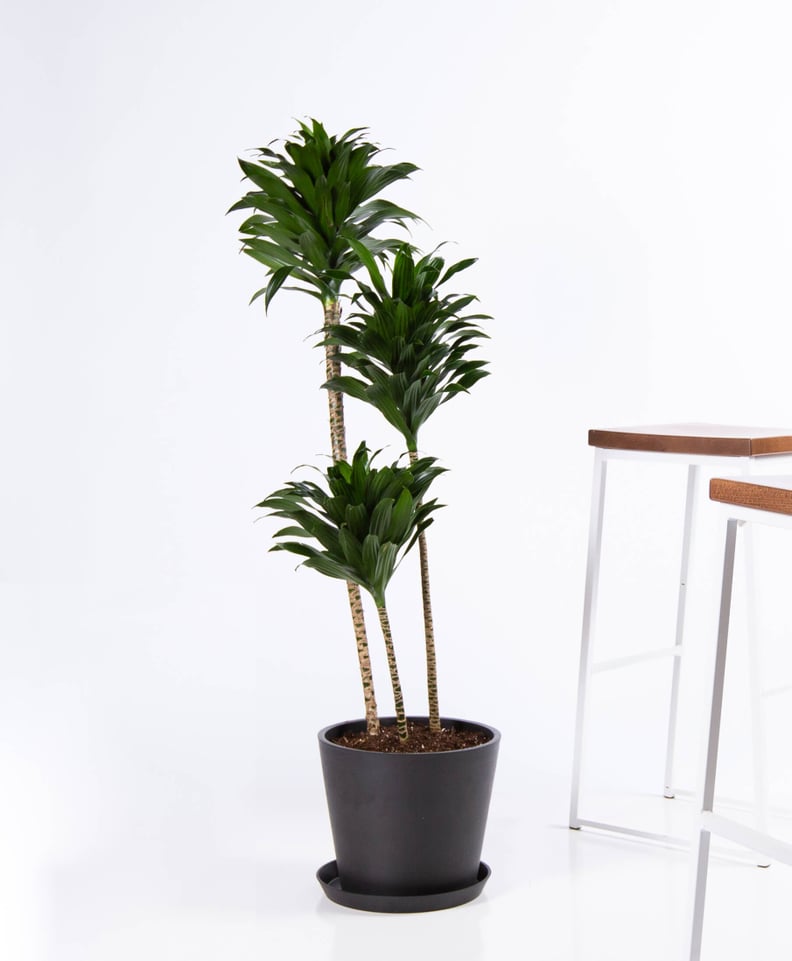 Potted Dracaena Janet Craig Indoor Tree