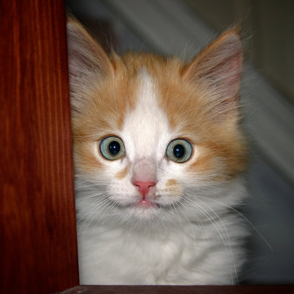 Yowza! I thought we had a cat burglar!
Source: Flickr user Ernst Vikne