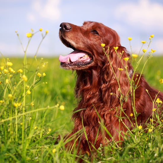 Facts About Irish Setters