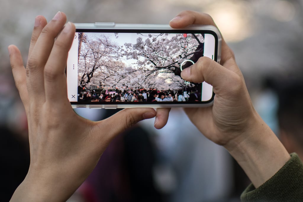 Japan Cherry Blossom Photos 2018