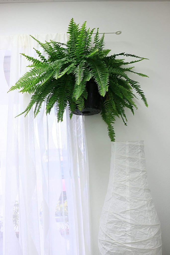 Boston Fern
