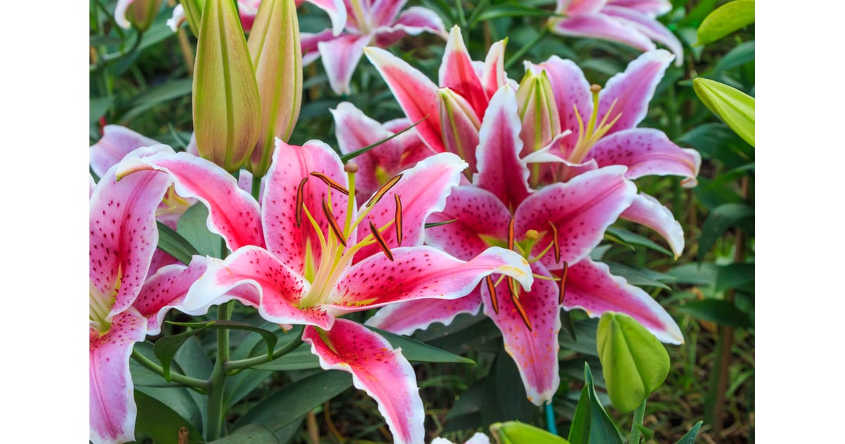 Lilies Are Social | Facts About Lilies | POPSUGAR Home Photo 5