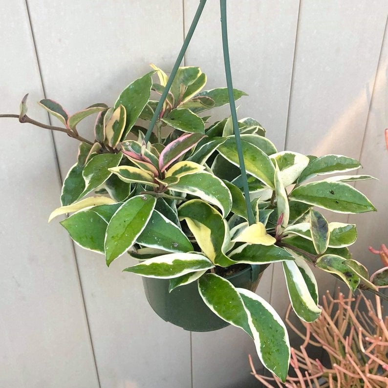 Hoya Carnosa Tricolor