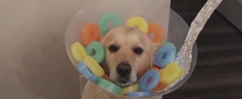Dog Dressed as Fruit Loops For Halloween