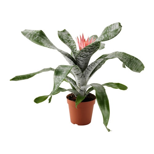 Aechmea Potted Plant ($17)