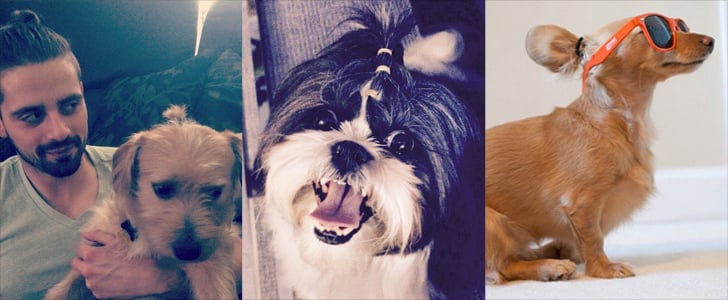 Dog Bun Hair Trend