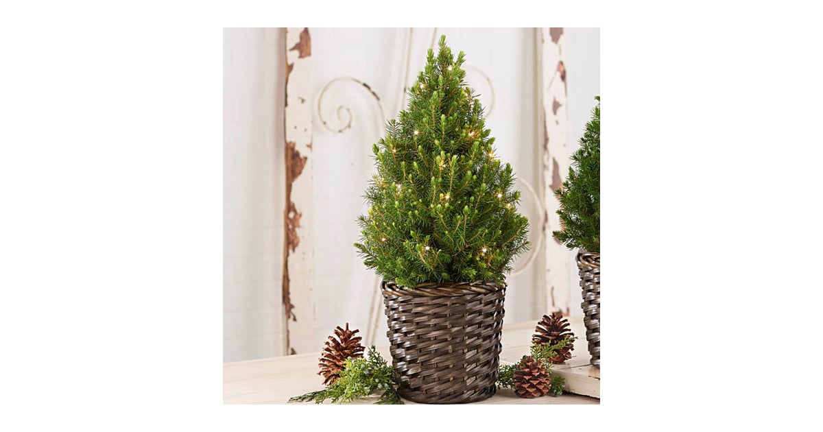 Potted Spruce Tree Best Live Tabletop Christmas Trees 2022