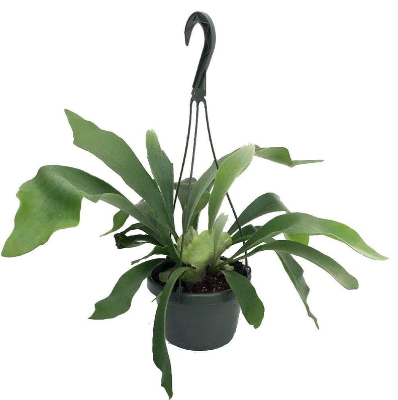 Staghorn Fern Plant