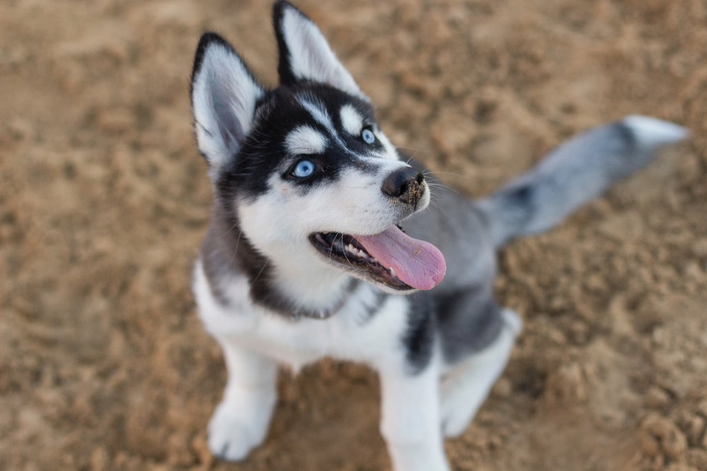 Cute Pictures of Huskies