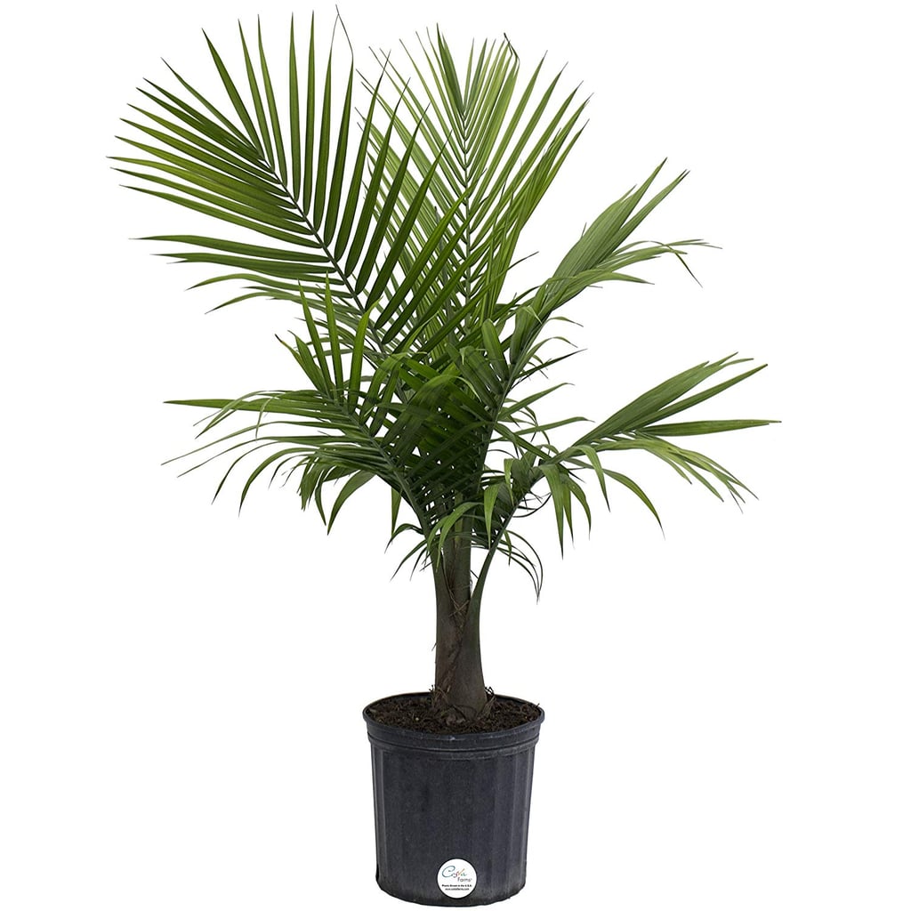 Majesty Palm Best Large Indoor Plants POPSUGAR Home Photo 35