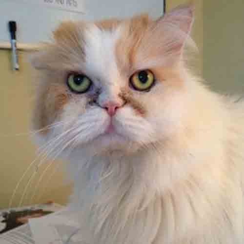 Romeo the Cat, 23K Followers