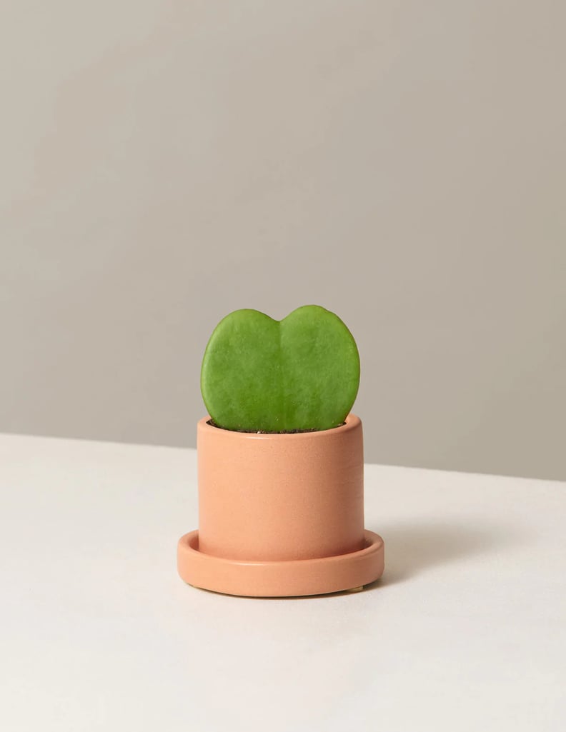 Sweet Greenery: The Sill Hoya Heart