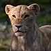 Beyoncé Knowles as Nala in The Lion King Reboot Video