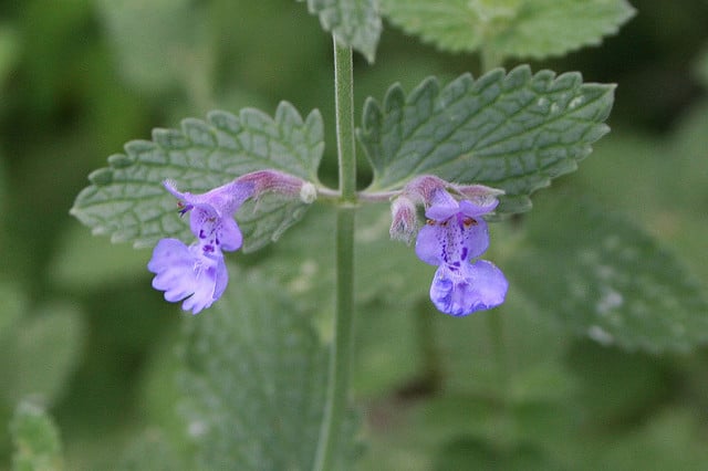 What Is Catnip?