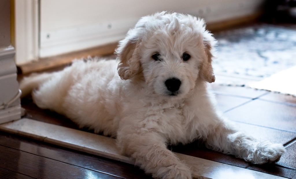 Cute Pictures of Goldendoodles