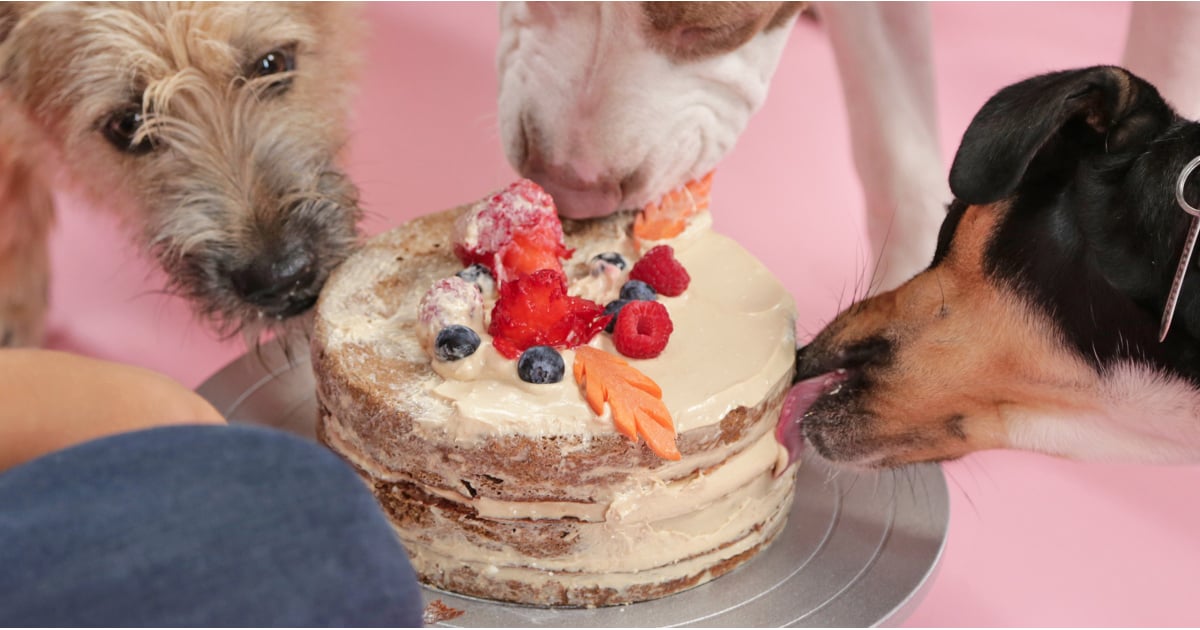 puppies eating cake