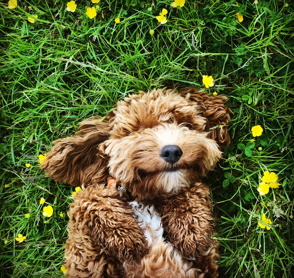 Borrow a Friend's Dog and "Gift" It to Them For the Day