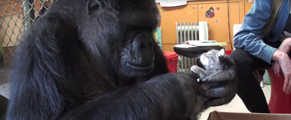 Gorilla Adopts Kittens | Video