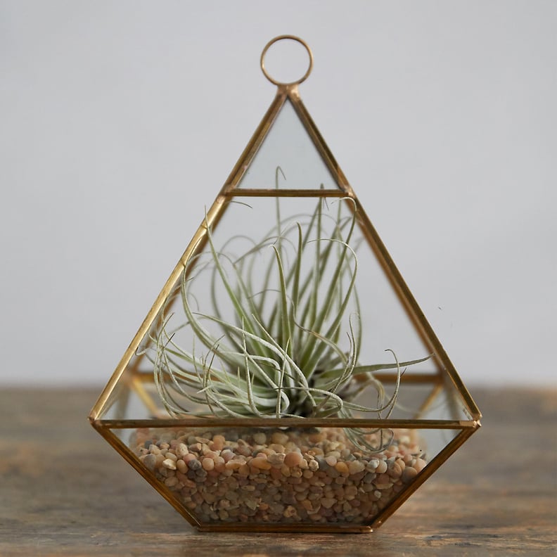 Planted Tillandsia Geo Terrarium