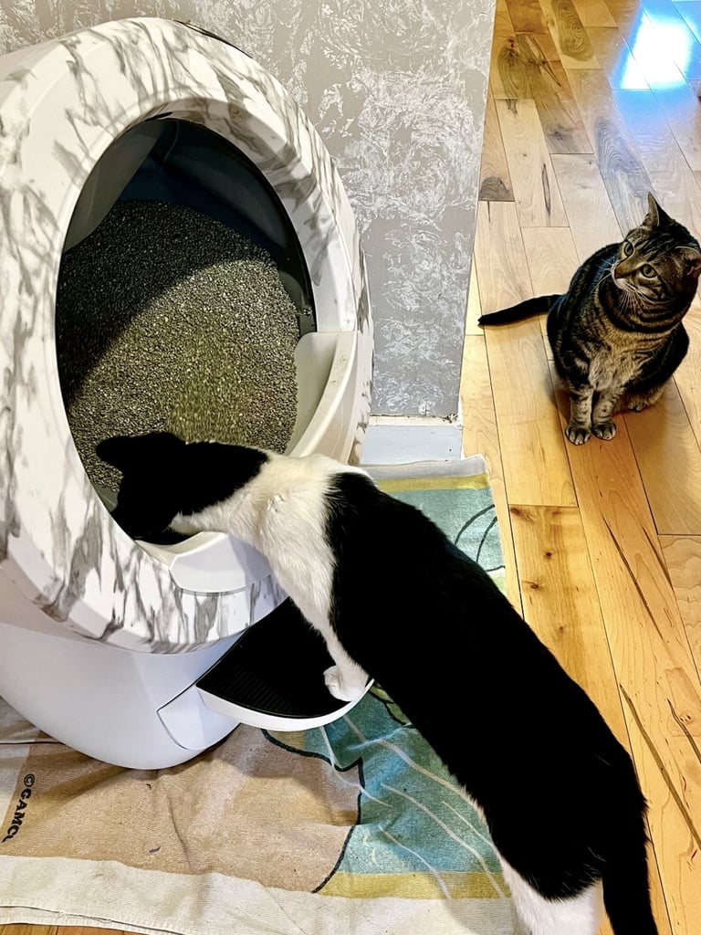 Best Self-Cleaning Litter Box With Smart App
