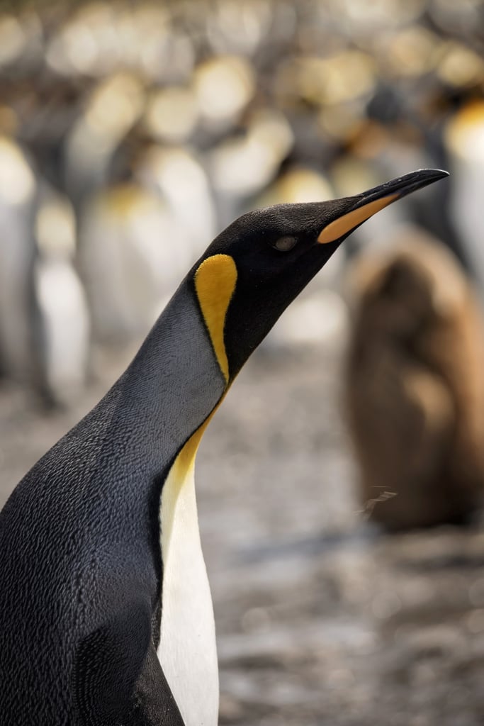 Antarctica King Penguins