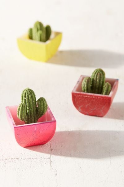 Blind Box Grow Cactus Figure